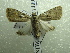  ( - NIBGE MOT-01409)  @13 [ ] CreativeCommons - Attribution Non-Commercial Share-Alike (2012) Muhammad Ashfaq National Institute for Biotechnology and Genetic Engineering Faisalabad Pakistan