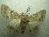  ( - NIBGE MOT-01413)  @13 [ ] CreativeCommons - Attribution Non-Commercial Share-Alike (2012) Muhammad Ashfaq National Institute for Biotechnology and Genetic Engineering Faisalabad Pakistan
