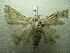  ( - NIBGE MOT-01414)  @13 [ ] CreativeCommons - Attribution Non-Commercial Share-Alike (2012) Muhammad Ashfaq National Institute for Biotechnology and Genetic Engineering Faisalabad Pakistan