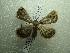  (Acantholipes PK01 - NIBGE MOT-01418)  @13 [ ] CreativeCommons - Attribution Non-Commercial Share-Alike (2012) Muhammad Ashfaq National Institute for Biotechnology and Genetic Engineering Faisalabad Pakistan