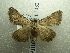  ( - NIBGE MOT-01432)  @13 [ ] CreativeCommons - Attribution Non-Commercial Share-Alike (2012) Muhammad Ashfaq National Institute for Biotechnology and Genetic Engineering Faisalabad Pakistan