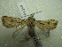  ( - NIBGE MOT-01459)  @14 [ ] CreativeCommons - Attribution Non-Commercial Share-Alike (2012) Muhammad Ashfaq National Institute for Biotechnology and Genetic Engineering Faisalabad Pakistan
