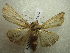  ( - NIBGE MOT-01490)  @13 [ ] CreativeCommons - Attribution Non-Commercial Share-Alike (2012) Muhammad Ashfaq National Institute for Biotechnology and Genetic Engineering Faisalabad Pakistan