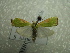  (Earias PK02 - NIBGE MOT-01536)  @12 [ ] CreativeCommons - Attribution Non-Commercial Share-Alike (2012) Muhammad Ashfaq National Institute for Biotechnology and Genetic Engineering Faisalabad Pakistan