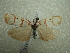  ( - NIBGE MOT-01537)  @12 [ ] CreativeCommons - Attribution Non-Commercial Share-Alike (2012) Muhammad Ashfaq National Institute for Biotechnology and Genetic Engineering Faisalabad Pakistan