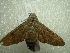 ( - NIBGE MOT-01539)  @14 [ ] CreativeCommons - Attribution Non-Commercial Share-Alike (2012) Muhammad Ashfaq National Institute for Biotechnology and Genetic Engineering Faisalabad Pakistan