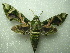  ( - NIBGE MOT-01543)  @13 [ ] CreativeCommons - Attribution Non-Commercial Share-Alike (2012) Muhammad Ashfaq National Institute for Biotechnology and Genetic Engineering Faisalabad Pakistan