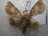  ( - NIBGE MOT-01571)  @13 [ ] CreativeCommons - Attribution Non-Commercial Share-Alike (2012) Muhammad Ashfaq National Institute for Biotechnology and Genetic Engineering Faisalabad Pakistan