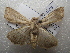  ( - NIBGE MOT-01628)  @13 [ ] CreativeCommons - Attribution Non-Commercial Share-Alike (2012) Muhammad Ashfaq National Institute for Biotechnology and Genetic Engineering Faisalabad Pakistan