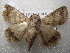  ( - NIBGE MOT-01631)  @13 [ ] CreativeCommons - Attribution Non-Commercial Share-Alike (2012) Muhammad Ashfaq National Institute for Biotechnology and Genetic Engineering Faisalabad Pakistan