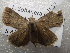  ( - NIBGE MOT-01632)  @13 [ ] CreativeCommons - Attribution Non-Commercial Share-Alike (2012) Muhammad Ashfaq National Institute for Biotechnology and Genetic Engineering Faisalabad Pakistan