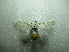  ( - NIBGE MOT-01656)  @12 [ ] CreativeCommons - Attribution Non-Commercial Share-Alike (2012) Muhammad Ashfaq National Institute for Biotechnology and Genetic Engineering Faisalabad Pakistan