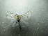  ( - NIBGE MOT-01663)  @13 [ ] CreativeCommons - Attribution Non-Commercial Share-Alike (2012) Muhammad Ashfaq National Institute for Biotechnology and Genetic Engineering Faisalabad Pakistan