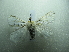  ( - NIBGE MOT-01665)  @13 [ ] CreativeCommons - Attribution Non-Commercial Share-Alike (2012) Muhammad Ashfaq National Institute for Biotechnology and Genetic Engineering Faisalabad Pakistan