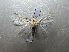  ( - NIBGE MOT-01667)  @13 [ ] CreativeCommons - Attribution Non-Commercial Share-Alike (2012) Muhammad Ashfaq National Institute for Biotechnology and Genetic Engineering Faisalabad Pakistan
