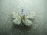  ( - NIBGE MOT-01672)  @12 [ ] CreativeCommons - Attribution Non-Commercial Share-Alike (2012) Muhammad Ashfaq National Institute for Biotechnology and Genetic Engineering Faisalabad Pakistan