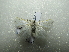  ( - NIBGE MOT-01675)  @13 [ ] CreativeCommons - Attribution Non-Commercial Share-Alike (2012) Muhammad Ashfaq National Institute for Biotechnology and Genetic Engineering Faisalabad Pakistan