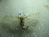  ( - NIBGE MOT-01748)  @13 [ ] CreativeCommons - Attribution Non-Commercial Share-Alike (2012) Muhammad Ashfaq National Institute for Biotechnology and Genetic Engineering Faisalabad Pakistan