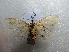  (Spilosoma xanthogaster - NIBGE MOT-01752)  @13 [ ] CreativeCommons - Attribution Non-Commercial Share-Alike (2012) Muhammad Ashfaq National Institute for Biotechnology and Genetic Engineering Faisalabad Pakistan