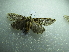  ( - NIBGE MOT-01773)  @12 [ ] CreativeCommons - Attribution Non-Commercial Share-Alike (2012) Muhammad Ashfaq National Institute for Biotechnology and Genetic Engineering Faisalabad Pakistan