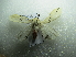  (Lemyra stigmata - NIBGE MOT-01786)  @13 [ ] CreativeCommons - Attribution Non-Commercial Share-Alike (2012) Muhammad Ashfaq National Institute for Biotechnology and Genetic Engineering Faisalabad Pakistan