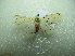  ( - NIBGE MOT-01787)  @12 [ ] CreativeCommons - Attribution Non-Commercial Share-Alike (2012) Muhammad Ashfaq National Institute for Biotechnology and Genetic Engineering Faisalabad Pakistan