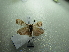  ( - NIBGE MOT-01792)  @12 [ ] CreativeCommons - Attribution Non-Commercial Share-Alike (2012) Muhammad Ashfaq National Institute for Biotechnology and Genetic Engineering Faisalabad Pakistan