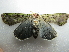  (Anaplectoides PK02 - NIBGE MOT-01811)  @14 [ ] CreativeCommons - Attribution Non-Commercial Share-Alike (2012) Muhammad Ashfaq National Institute for Biotechnology and Genetic Engineering Faisalabad Pakistan