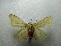  (Spilarctia casigneta3 group - NIBGE MOT-01910)  @13 [ ] CreativeCommons - Attribution Non-Commercial Share-Alike (2012) Muhammad Ashfaq National Institute for Biotechnology and Genetic Engineering Faisalabad Pakistan