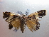  ( - NIBGE MOT-01921)  @12 [ ] CreativeCommons - Attribution Non-Commercial Share-Alike (2012) Muhammad Ashfaq National Institute for Biotechnology and Genetic Engineering Faisalabad Pakistan