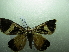  ( - NIBGE MOT-01923)  @12 [ ] CreativeCommons - Attribution Non-Commercial Share-Alike (2012) Muhammad Ashfaq National Institute for Biotechnology and Genetic Engineering Faisalabad Pakistan