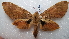  ( - NIBGE MOT-01926)  @13 [ ] CreativeCommons - Attribution Non-Commercial Share-Alike (2012) Muhammad Ashfaq National Institute for Biotechnology and Genetic Engineering Faisalabad Pakistan