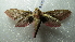  ( - NIBGE MOT-01943)  @12 [ ] CreativeCommons - Attribution Non-Commercial Share-Alike (2012) Muhammad Ashfaq National Institute for Biotechnology and Genetic Engineering Faisalabad Pakistan