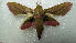  ( - NIBGE MOT-01944)  @12 [ ] CreativeCommons - Attribution Non-Commercial Share-Alike (2012) Muhammad Ashfaq National Institute for Biotechnology and Genetic Engineering Faisalabad Pakistan