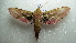  ( - NIBGE MOT-01947)  @12 [ ] CreativeCommons - Attribution Non-Commercial Share-Alike (2012) Muhammad Ashfaq National Institute for Biotechnology and Genetic Engineering Faisalabad Pakistan