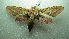  ( - NIBGE MOT-01948)  @12 [ ] CreativeCommons - Attribution Non-Commercial Share-Alike (2012) Muhammad Ashfaq National Institute for Biotechnology and Genetic Engineering Faisalabad Pakistan