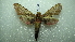  ( - NIBGE MOT-01949)  @12 [ ] CreativeCommons - Attribution Non-Commercial Share-Alike (2012) Muhammad Ashfaq National Institute for Biotechnology and Genetic Engineering Faisalabad Pakistan