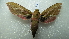  ( - NIBGE MOT-01952)  @12 [ ] CreativeCommons - Attribution Non-Commercial Share-Alike (2012) Muhammad Ashfaq National Institute for Biotechnology and Genetic Engineering Faisalabad Pakistan