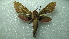  ( - NIBGE MOT-01953)  @12 [ ] CreativeCommons - Attribution Non-Commercial Share-Alike (2012) Muhammad Ashfaq National Institute for Biotechnology and Genetic Engineering Faisalabad Pakistan