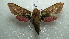  ( - NIBGE MOT-01954)  @12 [ ] CreativeCommons - Attribution Non-Commercial Share-Alike (2012) Muhammad Ashfaq National Institute for Biotechnology and Genetic Engineering Faisalabad Pakistan