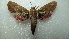 ( - NIBGE MOT-01955)  @12 [ ] CreativeCommons - Attribution Non-Commercial Share-Alike (2012) Muhammad Ashfaq National Institute for Biotechnology and Genetic Engineering Faisalabad Pakistan