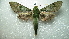  ( - NIBGE MOT-01963)  @13 [ ] CreativeCommons - Attribution Non-Commercial Share-Alike (2012) Muhammad Ashfaq National Institute for Biotechnology and Genetic Engineering Faisalabad Pakistan