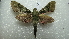  ( - NIBGE MOT-01964)  @13 [ ] CreativeCommons - Attribution Non-Commercial Share-Alike (2012) Muhammad Ashfaq National Institute for Biotechnology and Genetic Engineering Faisalabad Pakistan