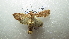 ( - NIBGE MOT-01999)  @13 [ ] CreativeCommons - Attribution Non-Commercial Share-Alike (2012) Muhammad Ashfaq National Institute for Biotechnology and Genetic Engineering Faisalabad Pakistan