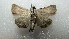  ( - NIBGE MOT-02041)  @13 [ ] CreativeCommons - Attribution Non-Commercial Share-Alike (2012) Muhammad Ashfaq National Institute for Biotechnology and Genetic Engineering Faisalabad Pakistan