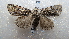  ( - NIBGE MOT-02055)  @14 [ ] CreativeCommons - Attribution Non-Commercial Share-Alike (2012) Muhammad Ashfaq National Institute for Biotechnology and Genetic Engineering Faisalabad Pakistan