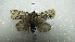  ( - NIBGE MOT-02060)  @13 [ ] CreativeCommons - Attribution Non-Commercial Share-Alike (2012) Muhammad Ashfaq National Institute for Biotechnology and Genetic Engineering Faisalabad Pakistan