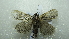  ( - NIBGE MOT-02061)  @13 [ ] CreativeCommons - Attribution Non-Commercial Share-Alike (2012) Muhammad Ashfaq National Institute for Biotechnology and Genetic Engineering Faisalabad Pakistan