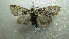 ( - NIBGE MOT-02066)  @13 [ ] CreativeCommons - Attribution Non-Commercial Share-Alike (2012) Muhammad Ashfaq National Institute for Biotechnology and Genetic Engineering Faisalabad Pakistan