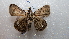  ( - NIBGE MOT-02076)  @13 [ ] CreativeCommons - Attribution Non-Commercial Share-Alike (2012) Muhammad Ashfaq National Institute for Biotechnology and Genetic Engineering Faisalabad Pakistan